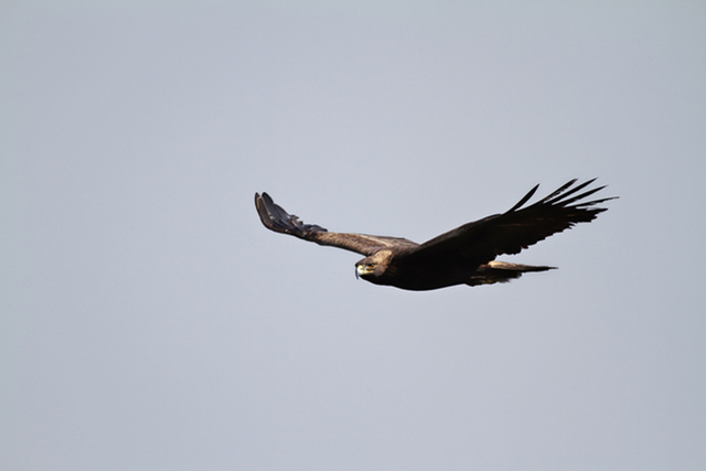 photo of Golden Eagle