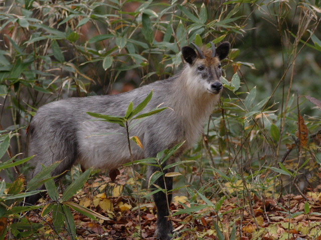 photo of Japanese Serow