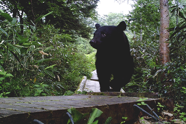 ツキノワグマの写真