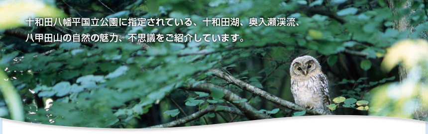 十和田八幡平国立公園に指定されている、十和田湖、奥入瀬渓流、八甲田山の自然の魅力、不思議をご紹介しています。