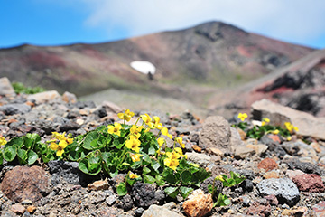 高山植物開花が最も早く（旧道4〜5合目付近、5月初め頃から）、種類も多い。