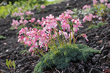 Attracting many climbers in summer is the great Komakusa Dicentra community