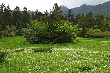 The one via the flower fields has varied landscapes 　that include Lake Onawashiro, marshlands, and Ojigokudani.