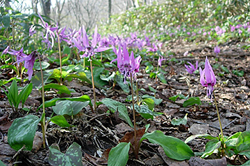 The splendid communities of Katakuri Dogtooth Violet on the trail side. (Early May, at the area around 800 m – 1,200 m high)