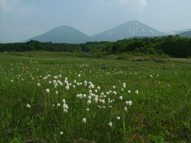 タイトル　田代平湿原