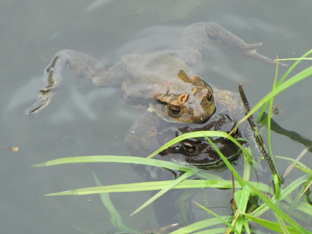 タイトル　アズマヒキガエル