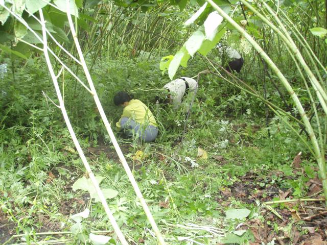 タイトル　オオハンゴンソウ合同駆除作業