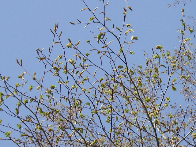 タイトル　ブナの開花