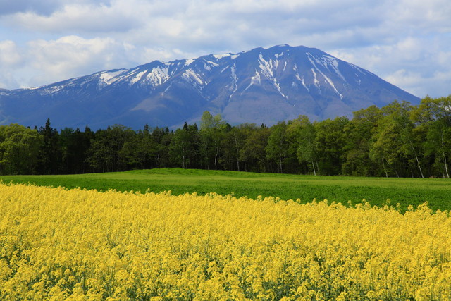 タイトル　菜の花畑と岩手山_５月