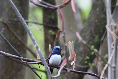 photo 4 of Towada-Hachimantai National Park