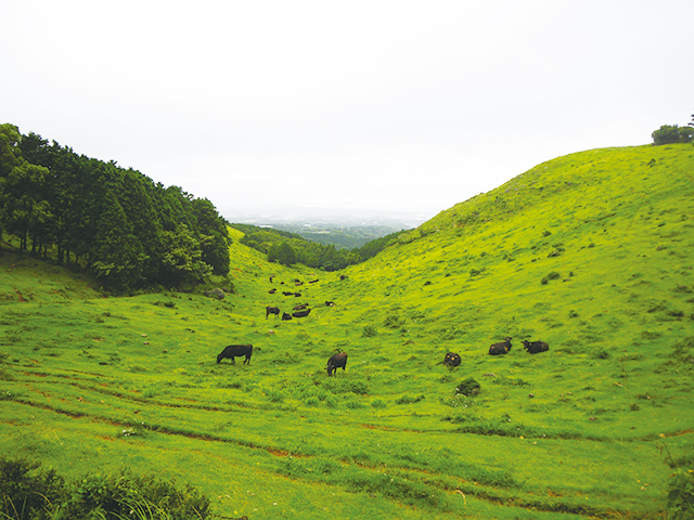 photo of Pasturing