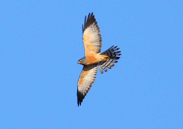 photo of Accipiter soloensis