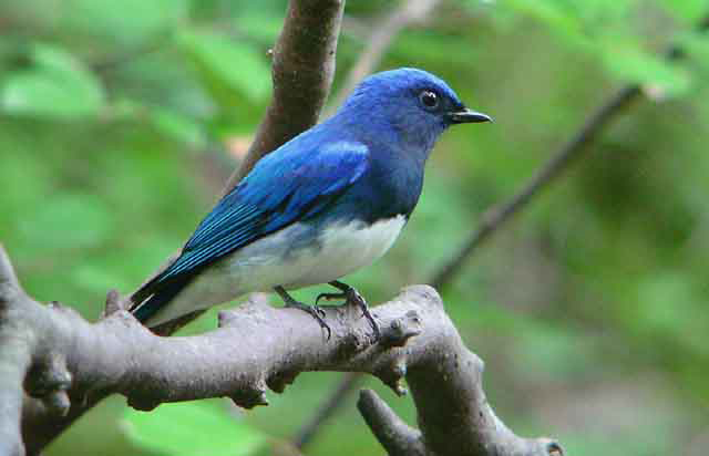 Blue-and-white Flycatcher  (Cyanoptila cyanomelana)