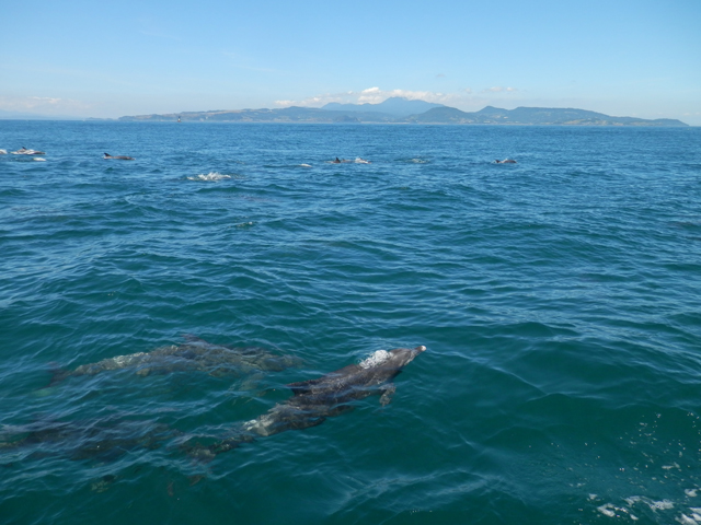 photo of Indo-Pacific Bottlenose Dolphin (Tursiops aduncus)