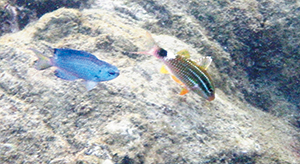 photo of Sapphire Devil and Blacksaddle Goatfish