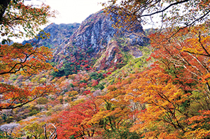 普賢岳紅葉樹林の写真