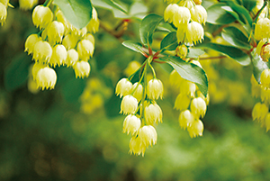 photo of hite Form of Drooping Red Enkianthus