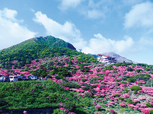 photo of Colonies of Kyushu Azalea along the Nita Pass