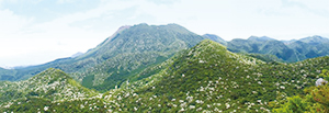 photo of Colonies of Japanese flowering dogwood on the north face of Mt. Unzen