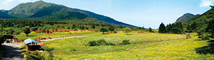 photo of Grassland and Colonies of Kyushu Azalea in Tashirobaru