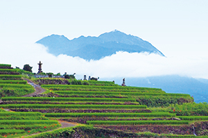 photo of Terraced rice-fields in Minami-Shimabara