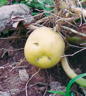 photo of Local Specialty, Potatoes