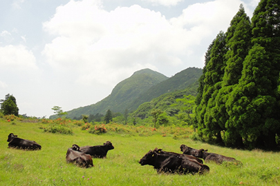 photo 3 of Unzen-Amakusa National Park