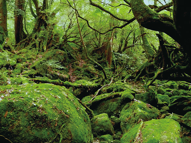 photo of Shirataniunsui-kyo Ravine