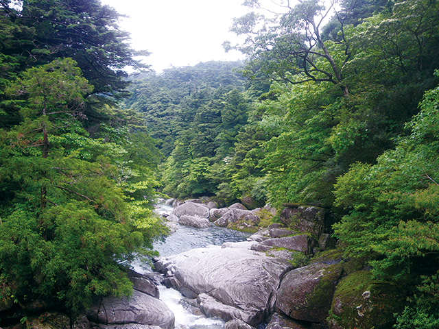 photo of Yakusugi Land