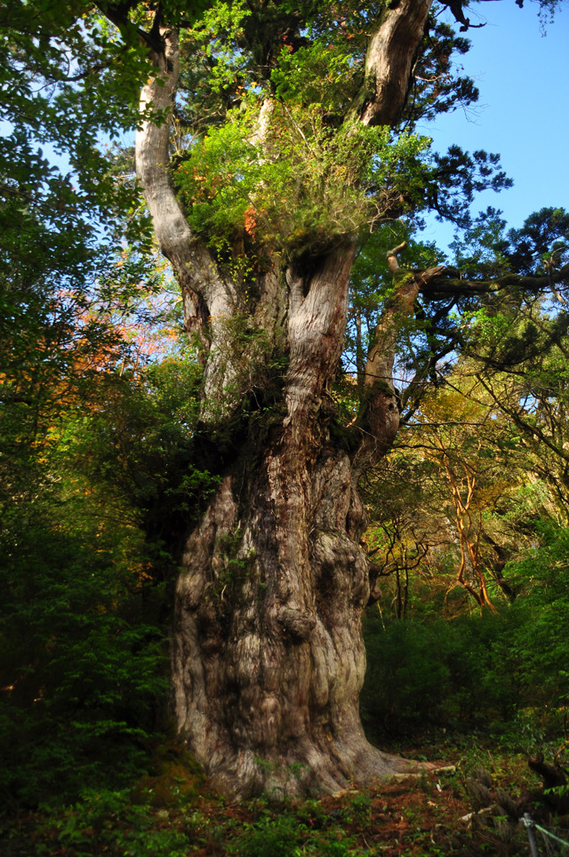 photo of Jomon-sugi