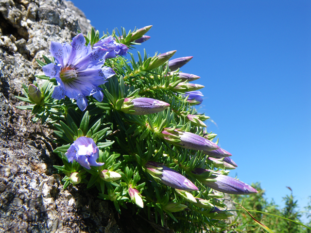 photo of Gentiana yakushimensis