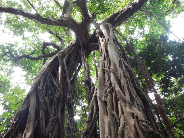 photo of Chinese Banyan