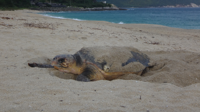 永田浜のアカウミガメの写真