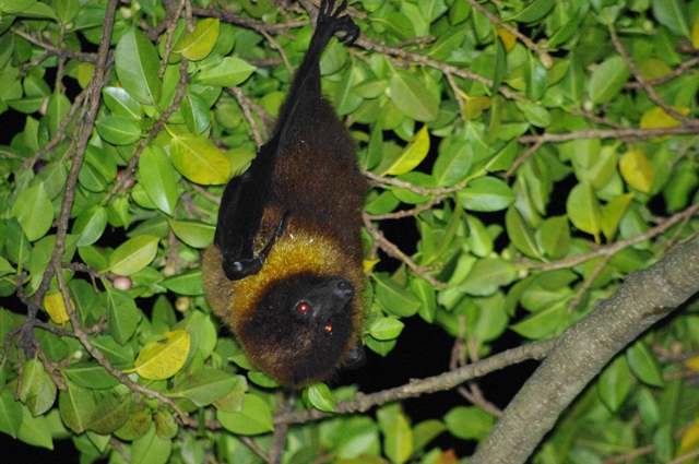 photo of Erabu Flying Fox