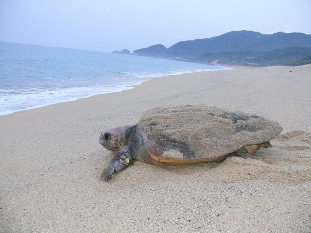 タイトル　アカウミガメ