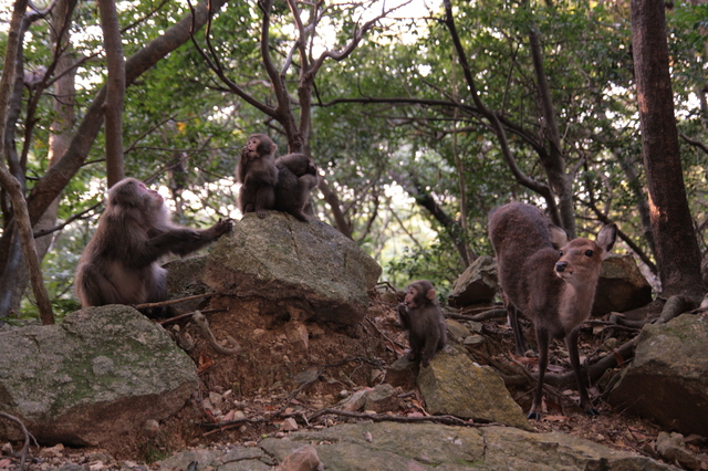 タイトル　ヤクシカとヤクシマザル