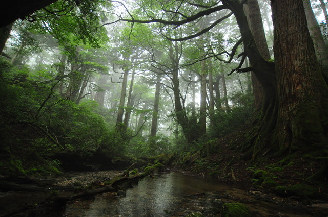 タイトル　花山歩道の花山広場（標高1300m)