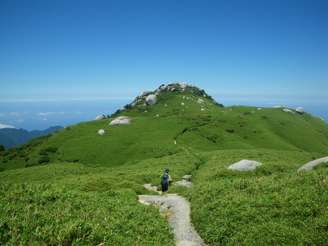 タイトル　ヤクシマダケ草原帯（標高1800m）