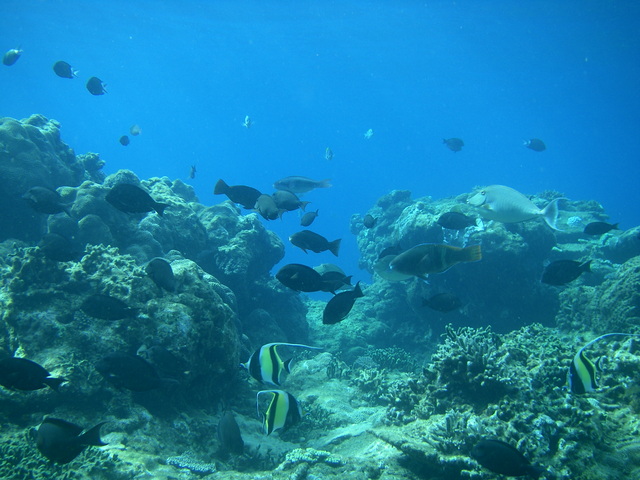 タイトル　口之永良部島の海中