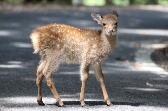 タイトル　子供のヤクシカ