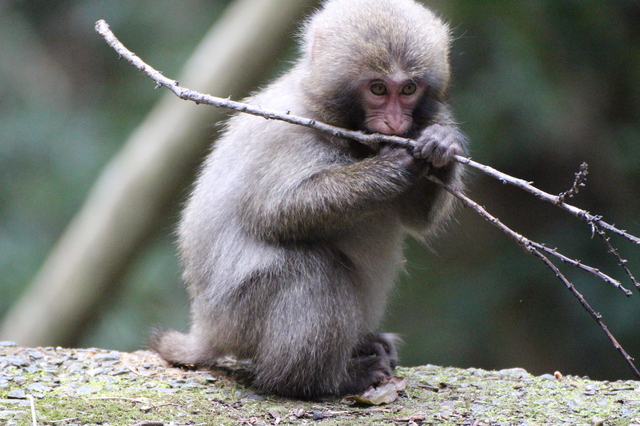 タイトル　子どものヤクシマザル