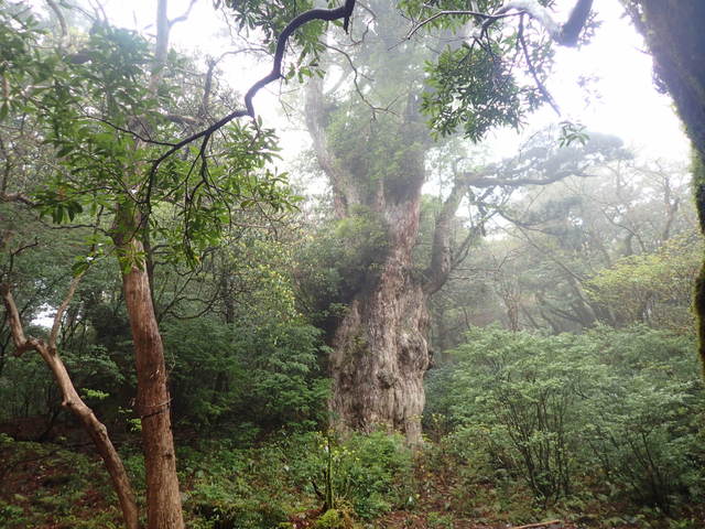 タイトル　縄文杉（正面）