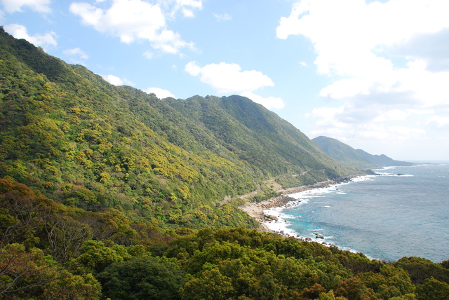 タイトル　西部の照葉樹林（標高０～800m）