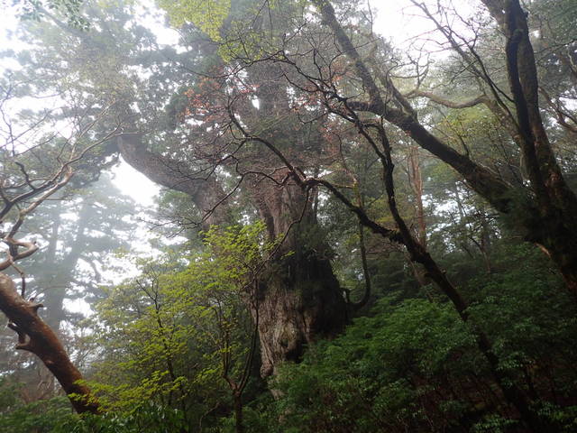 タイトル　縄文杉（横）