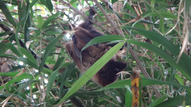 タイトル　エラブオオコウモリ③