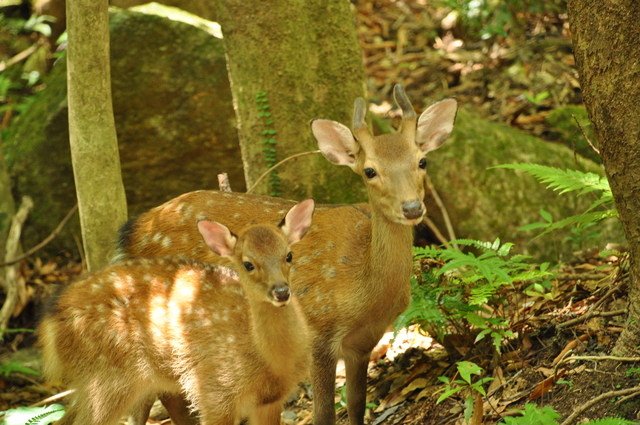 タイトル　夏毛のヤクシカ