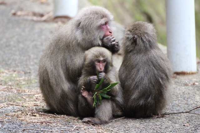 タイトル　親子のヤクシマザル