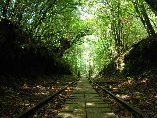 タイトル　トロッコ道（標高600m）