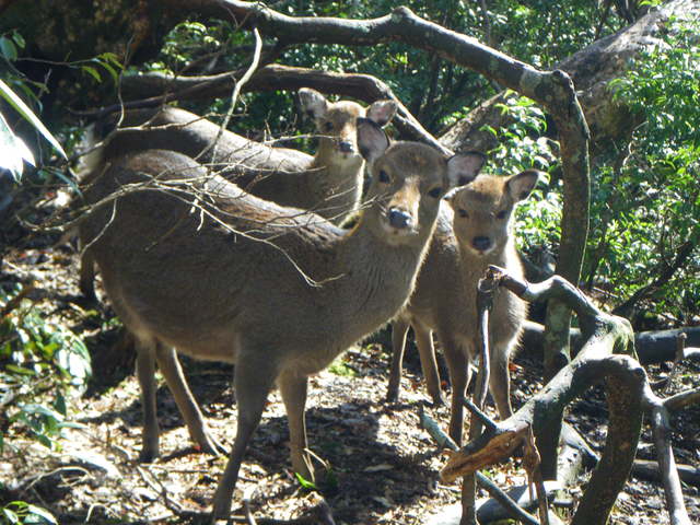 タイトル　冬毛のヤクシカ