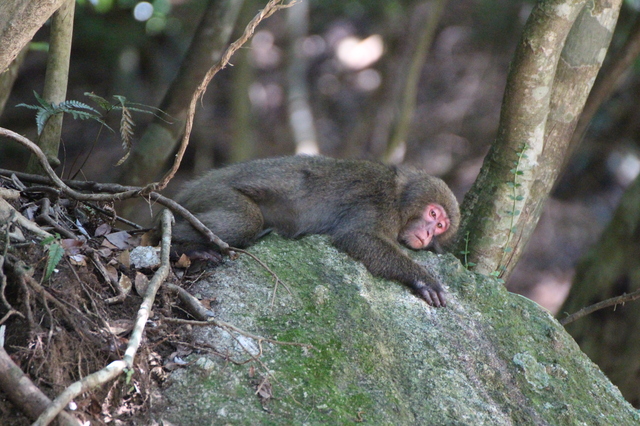 タイトル　眠そうなヤクシマザル